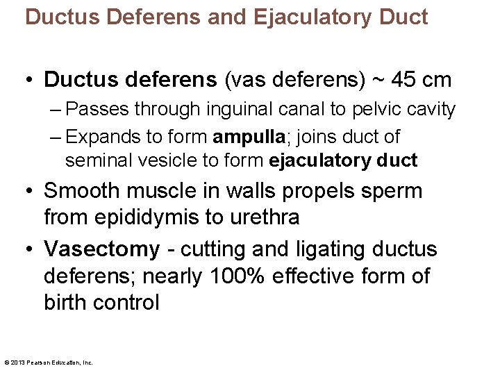 Ductus Deferens and Ejaculatory Duct • Ductus deferens (vas deferens) ~ 45 cm –