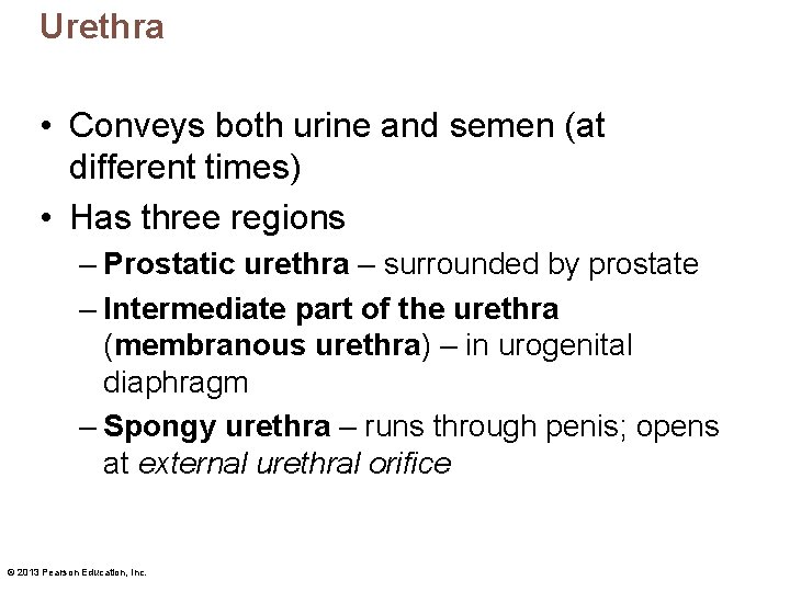 Urethra • Conveys both urine and semen (at different times) • Has three regions