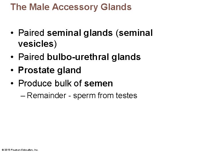 The Male Accessory Glands • Paired seminal glands (seminal vesicles) • Paired bulbo-urethral glands