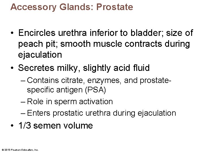 Accessory Glands: Prostate • Encircles urethra inferior to bladder; size of peach pit; smooth