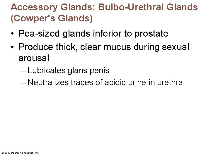 Accessory Glands: Bulbo-Urethral Glands (Cowper's Glands) • Pea-sized glands inferior to prostate • Produce