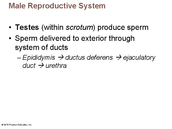 Male Reproductive System • Testes (within scrotum) produce sperm • Sperm delivered to exterior
