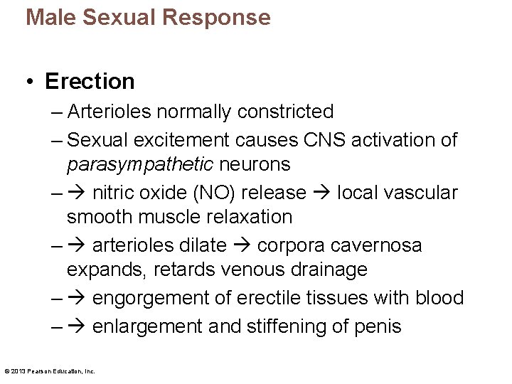 Male Sexual Response • Erection – Arterioles normally constricted – Sexual excitement causes CNS