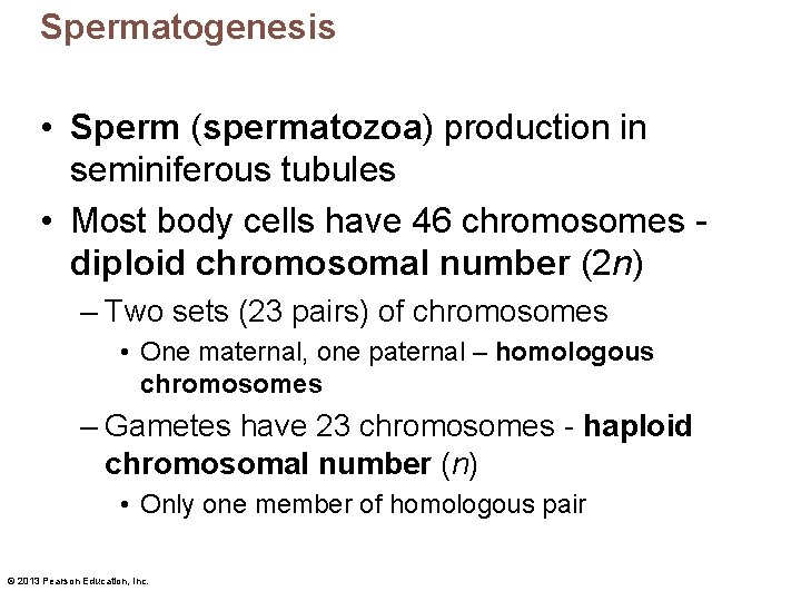 Spermatogenesis • Sperm (spermatozoa) production in seminiferous tubules • Most body cells have 46
