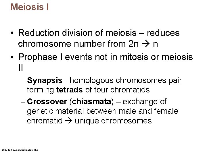 Meiosis I • Reduction division of meiosis – reduces chromosome number from 2 n