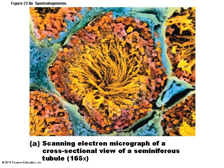 Figure 27. 8 a Spermatogenesis. Scanning electron micrograph of a cross-sectional view of a Figure 27. 8 a Spermatogenesis. Scanning electron micrograph of a cross-sectional view of a