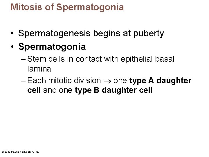 Mitosis of Spermatogonia • Spermatogenesis begins at puberty • Spermatogonia – Stem cells in Mitosis of Spermatogonia • Spermatogenesis begins at puberty • Spermatogonia – Stem cells in