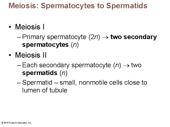 Meiosis: Spermatocytes to Spermatids • Meiosis I – Primary spermatocyte (2 n) two secondary