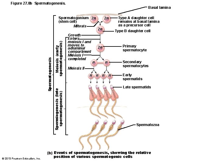 Figure 27. 8 b Spermatogenesis. Basal lamina © 2013 Pearson Education, Inc. Meiosis (early