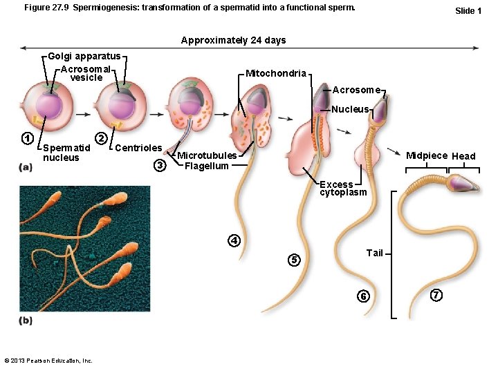 Figure 27. 9 Spermiogenesis: transformation of a spermatid into a functional sperm. Slide 1