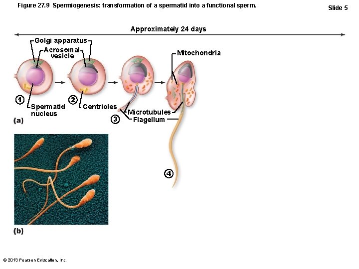Figure 27. 9 Spermiogenesis: transformation of a spermatid into a functional sperm. Approximately 24 Figure 27. 9 Spermiogenesis: transformation of a spermatid into a functional sperm. Approximately 24