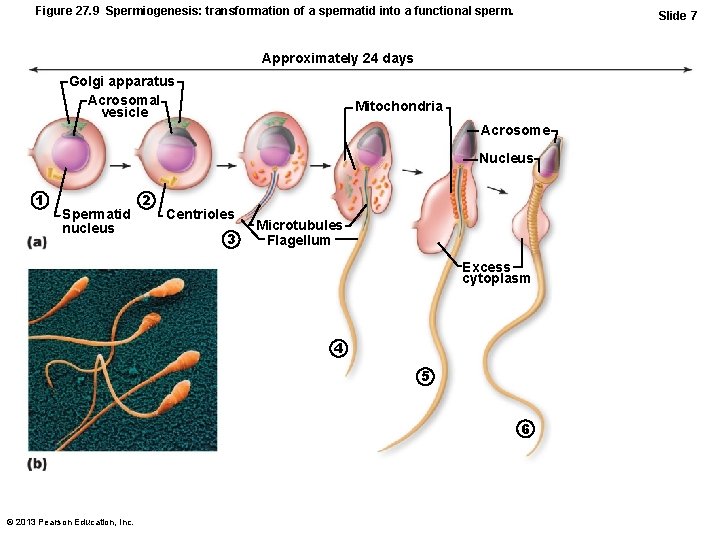 Figure 27. 9 Spermiogenesis: transformation of a spermatid into a functional sperm. Slide 7