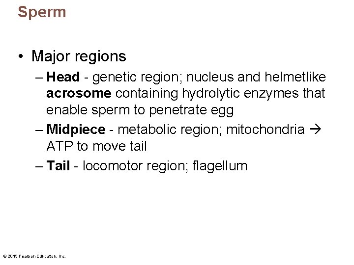 Sperm • Major regions – Head - genetic region; nucleus and helmetlike acrosome containing Sperm • Major regions – Head - genetic region; nucleus and helmetlike acrosome containing