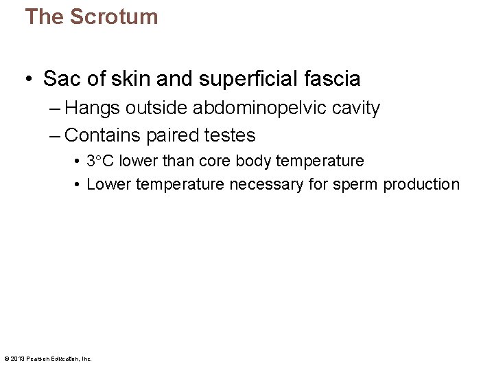 The Scrotum • Sac of skin and superficial fascia – Hangs outside abdominopelvic cavity The Scrotum • Sac of skin and superficial fascia – Hangs outside abdominopelvic cavity