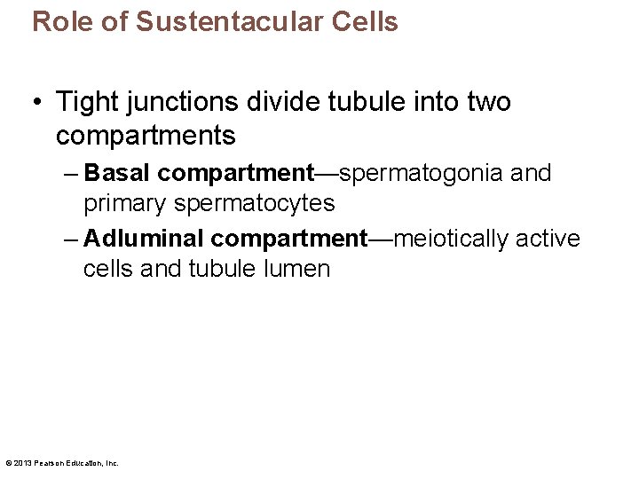 Role of Sustentacular Cells • Tight junctions divide tubule into two compartments – Basal