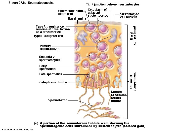 Figure 27. 8 c Spermatogenesis. Tight junction between sustentocytes Spermatogonium (stem cell) Basal lamina Figure 27. 8 c Spermatogenesis. Tight junction between sustentocytes Spermatogonium (stem cell) Basal lamina