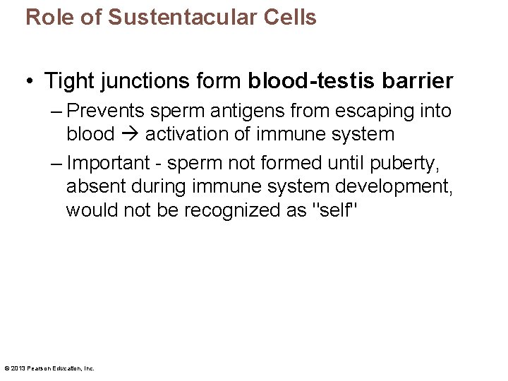 Role of Sustentacular Cells • Tight junctions form blood-testis barrier – Prevents sperm antigens