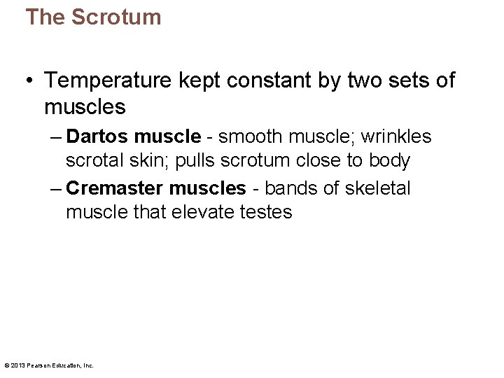 The Scrotum • Temperature kept constant by two sets of muscles – Dartos muscle The Scrotum • Temperature kept constant by two sets of muscles – Dartos muscle
