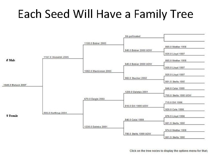 Each Seed Will Have a Family Tree Genetics 