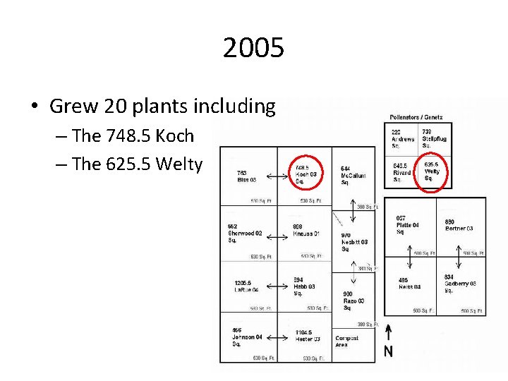 2005 • Grew 20 plants including – The 748. 5 Koch – The 625.