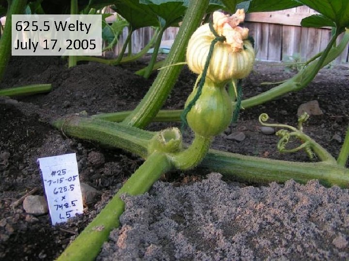 625. 5 Welty July 17, 2005 