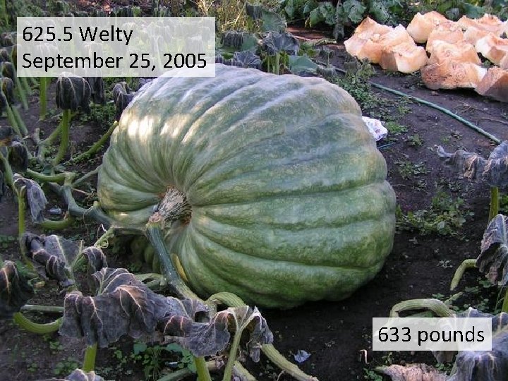 625. 5 Welty September 25, 2005 633 pounds 