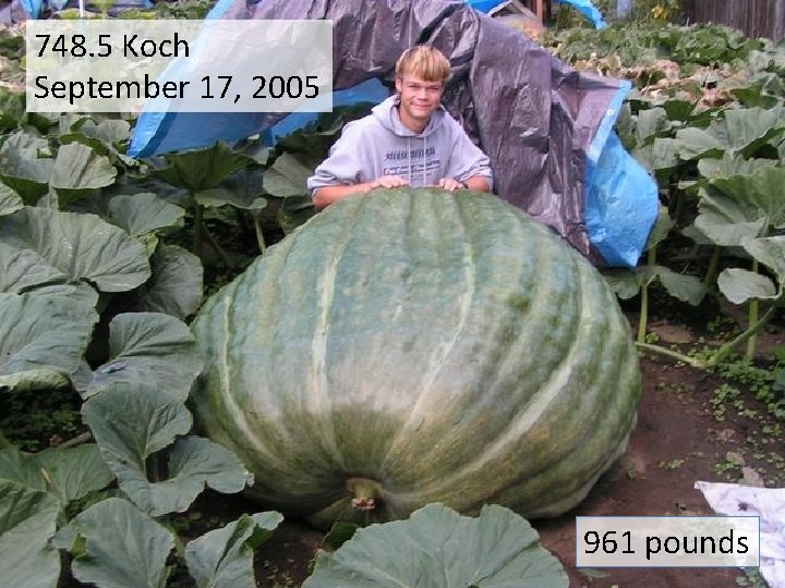 748. 5 Koch September 17, 2005 961 pounds 