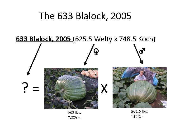 The 633 Blalock, 2005 (625. 5 Welty x 748. 5 Koch) ? = X