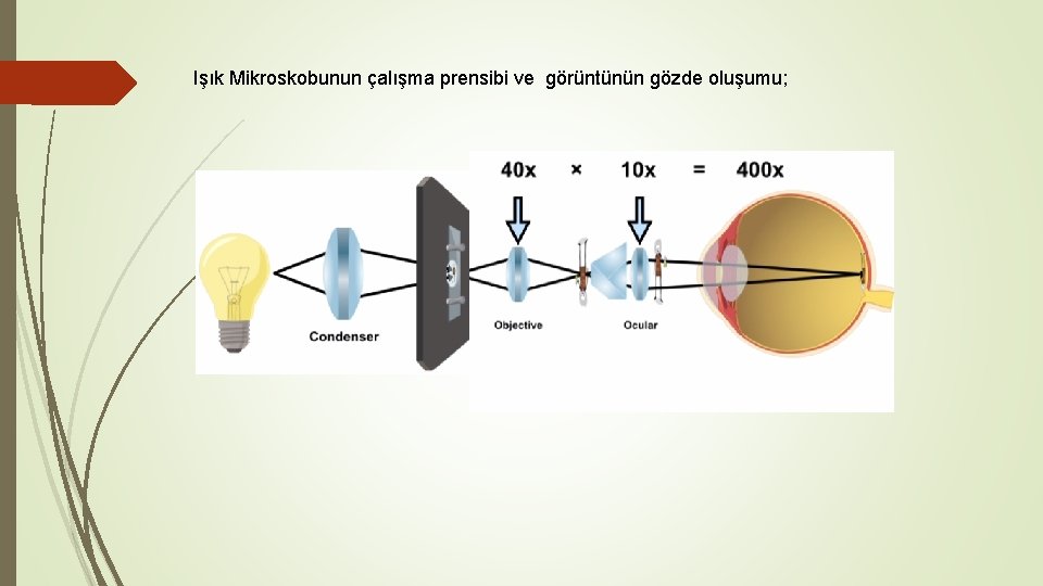 Işık Mikroskobunun çalışma prensibi ve görüntünün gözde oluşumu; 