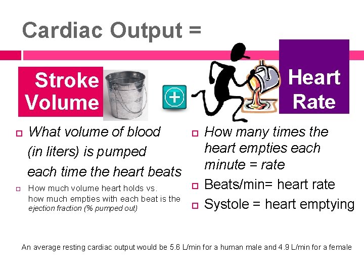 Cardiac Output = Heart Rate Stroke Volume What volume of blood (in liters) is
