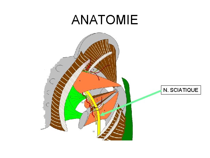 ANATOMIE N. SCIATIQUE 