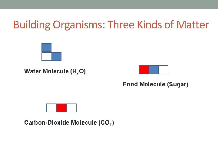 Building Organisms: Three Kinds of Matter Water Molecule (H 2 O) Food Molecule (Sugar)