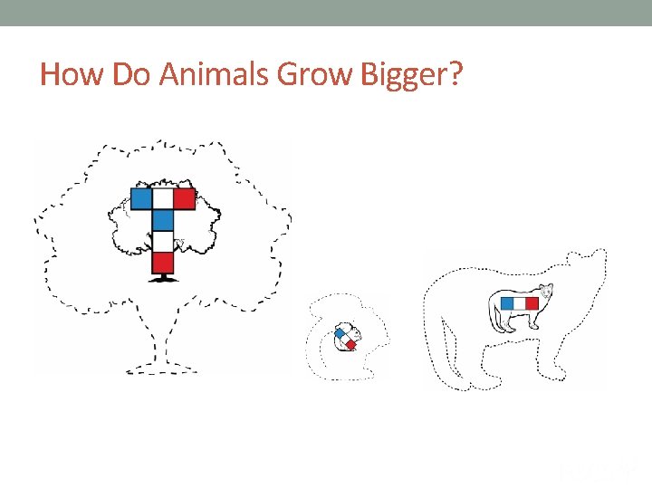 How Do Animals Grow Bigger? 