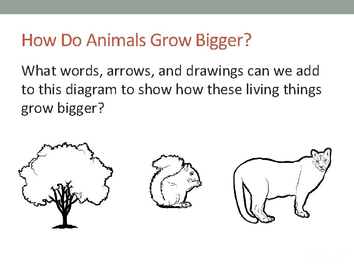 How Do Animals Grow Bigger? What words, arrows, and drawings can we add to