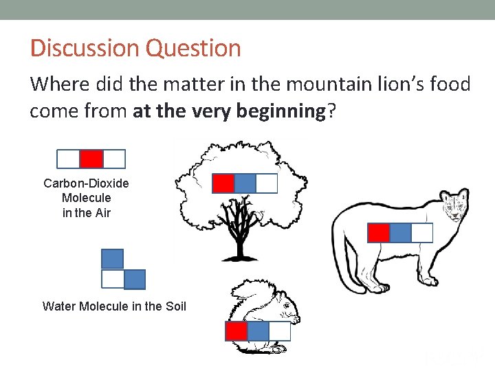 Discussion Question Where did the matter in the mountain lion’s food come from at