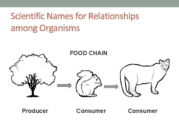 Scientific Names for Relationships among Organisms FOOD CHAIN Producer Consumer 