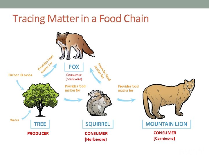 Tracing Matter in a Food Chain Carbon Dioxide PRODUCER CONSUMER (Herbivore) CONSUMER (Carnivore) 
