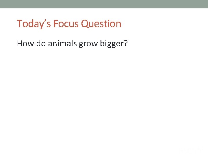Today’s Focus Question How do animals grow bigger? 