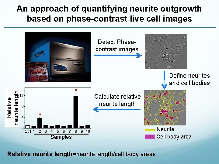 An approach of quantifying neurite outgrowth based on phase-contrast live cell images Detect Phasecontrast