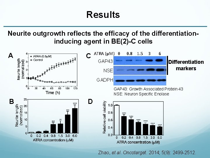 Results Neurite outgrowth reflects the efficacy of the differentiationinducing agent in BE(2)-C cells A