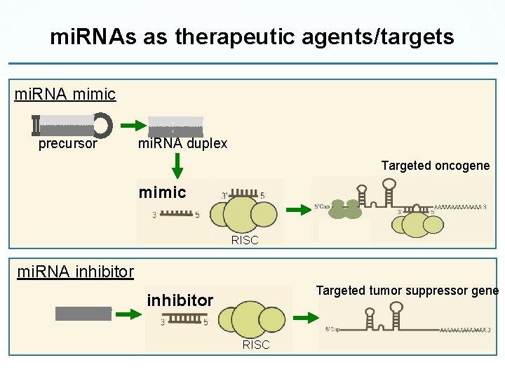mi. RNAs as therapeutic agents/targets mi. RNA mimic precursor mi. RNA duplex Targeted oncogene