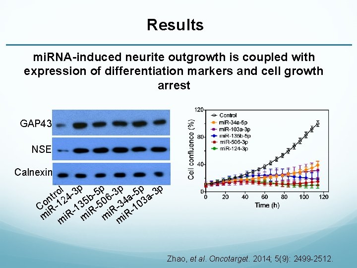 Results mi. RNA-induced neurite outgrowth is coupled with expression of differentiation markers and cell