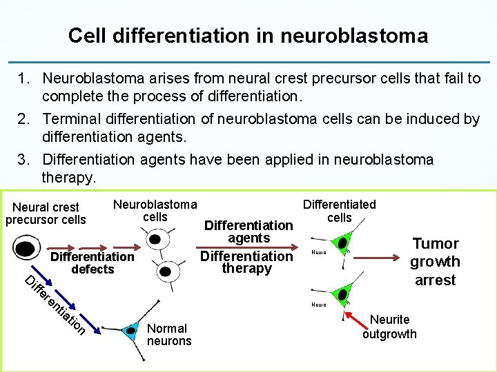 Cell differentiation in neuroblastoma 1. Neuroblastoma arises from neural crest precursor cells that fail