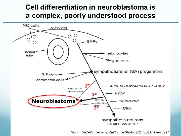 Cell differentiation in neuroblastoma is a complex, poorly understood process 
