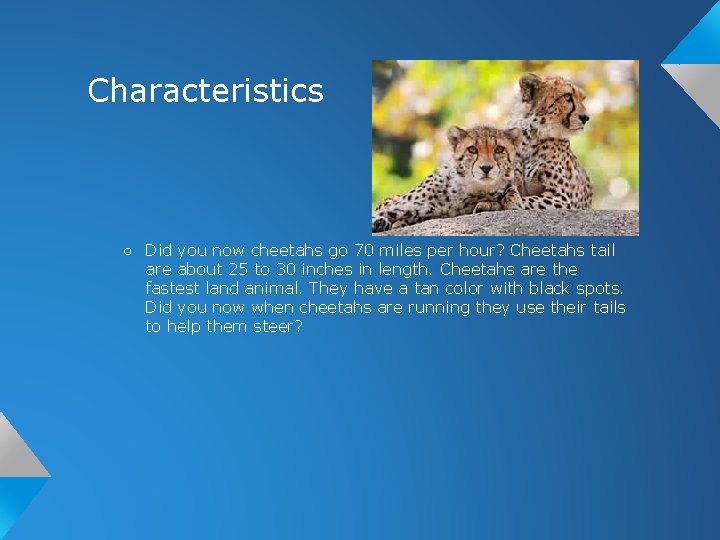 Characteristics ○ Did you now cheetahs go 70 miles per hour? Cheetahs tail are