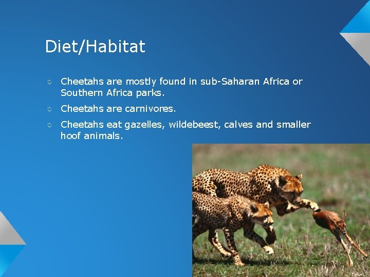 Diet/Habitat ○ Cheetahs are mostly found in sub-Saharan Africa or Southern Africa parks. ○