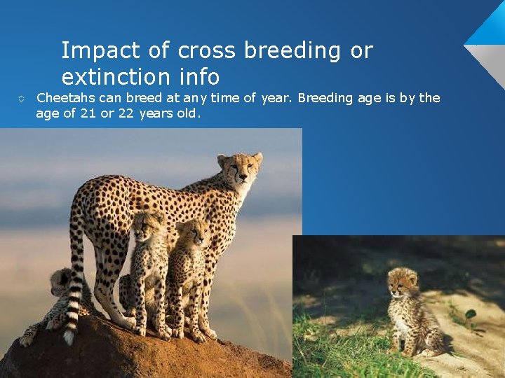 Impact of cross breeding or extinction info ○ Cheetahs can breed at any time