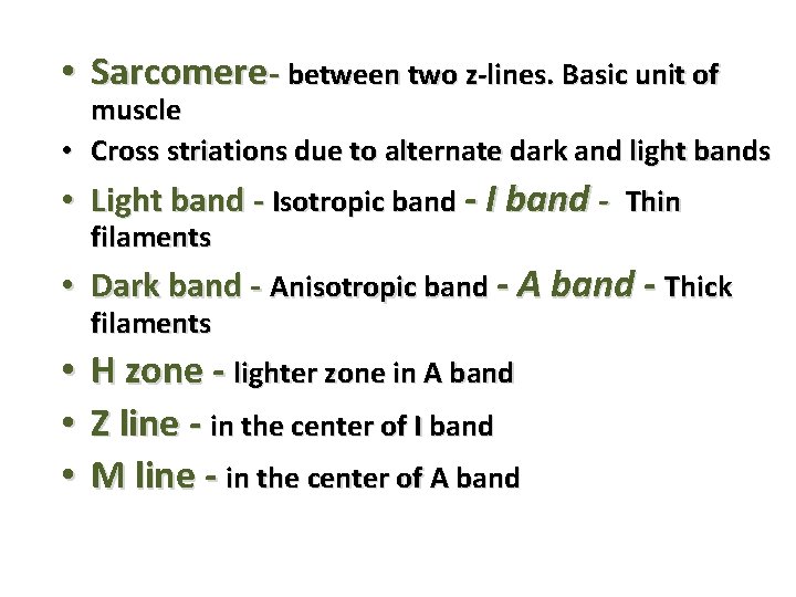 • Sarcomere- between two z-lines. Basic unit of muscle • Cross striations due • Sarcomere- between two z-lines. Basic unit of muscle • Cross striations due
