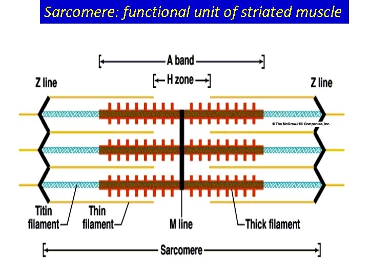 Sarcomere: functional unit of striated muscle Sarcomere: functional unit of striated muscle