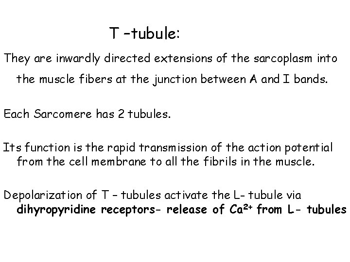 T –tubule: They are inwardly directed extensions of the sarcoplasm into the muscle fibers T –tubule: They are inwardly directed extensions of the sarcoplasm into the muscle fibers